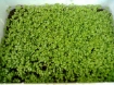 Picture of Rau mầm cải xanh
