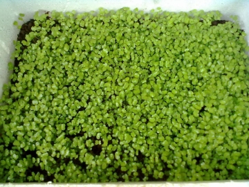 Gambar Rau mầm cải xanh