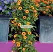 รูปภาพของ Hạt giống Hoa Ánh Dương