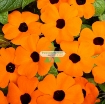 รูปภาพของ Hạt giống Hoa Ánh Dương
