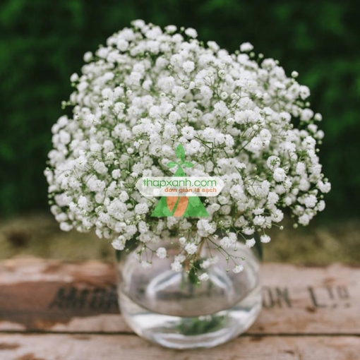 Picture of Hạt giống Hoa Baby mix