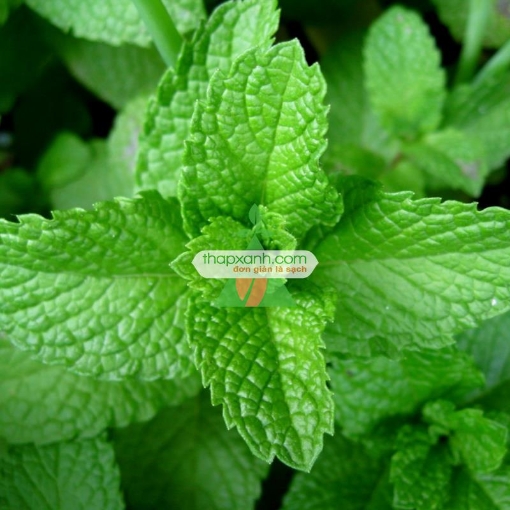 图片 Hạt giống Cây Bạc Hà