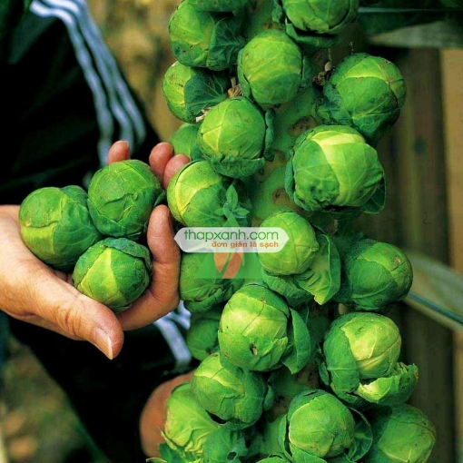 รูปภาพของ Hạt giống Bắp cải tí hon xanh