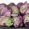รูปภาพของ Hạt giống Bắp cải tí hon tím
