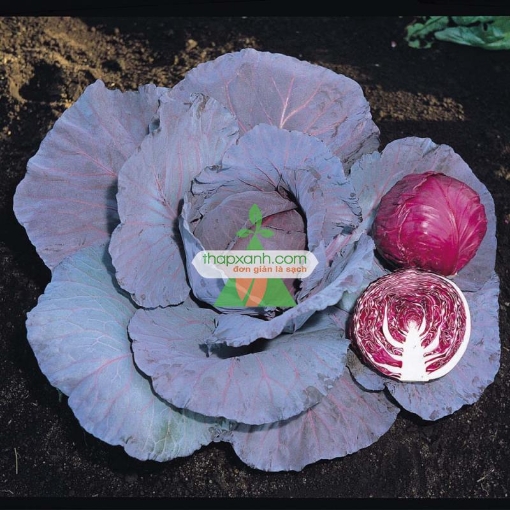 รูปภาพของ Hạt giống Bắp cải tím