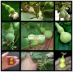 รูปภาพของ Hạt giống Bầu hồ lô tí hon