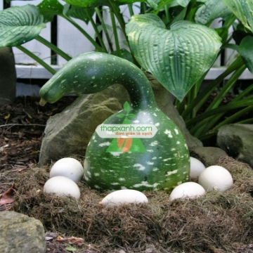 Ảnh của Hạt giống Bầu Thiên Nga