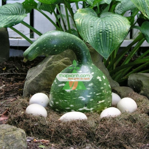 Gambar Hạt giống Bầu Thiên Nga