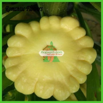 Ảnh của Hạt giống Bí Đĩa Bay mix