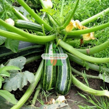 Ảnh của Hạt giống Bí ngồi xanh