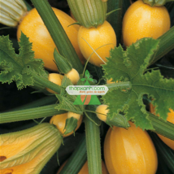 Ảnh của Hạt giống Bí ngồi mix