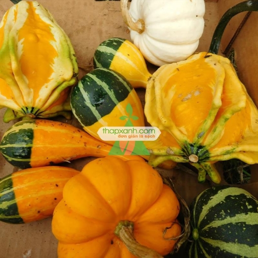 Ảnh của Hạt giống Bí ngô trang trí mix