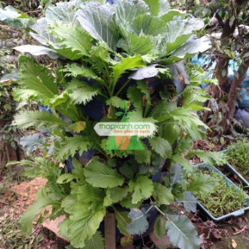Ảnh của Tháp cây xanh (Tháp rau)