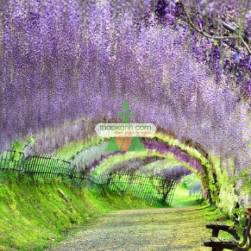 Ảnh của Hạt giống Hoa Tử Đằng