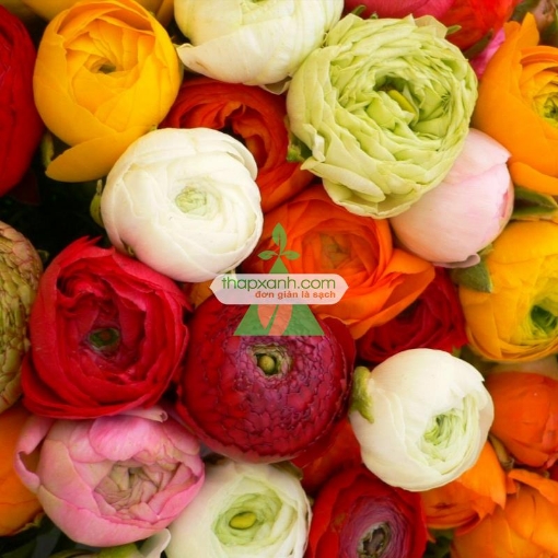 Ảnh của Củ Hoa Hồng Ri Ba Tư (Hoa Mao Lương)