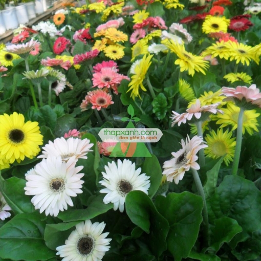 รูปภาพของ Hạt giống hoa Đồng Tiền