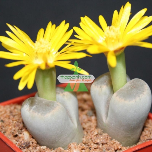 รูปภาพของ Hạt giống hoa Sỏi (hoa Thạch Lan)