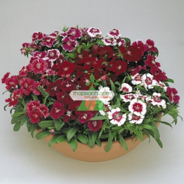 Ảnh của Hạt giống hoa Cẩm Chướng mix