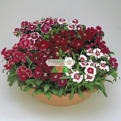 รูปภาพของ Hạt giống hoa Cẩm Chướng mix