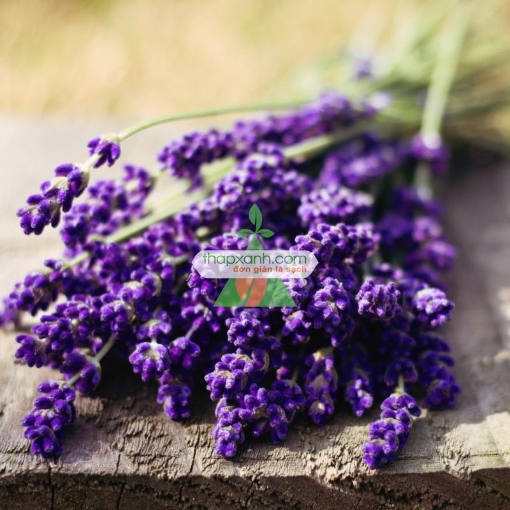 Ảnh của Hạt giống hoa Oải Hương