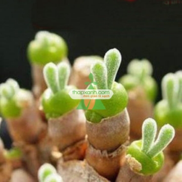 Ảnh của Hạt giống cây Tai Thỏ