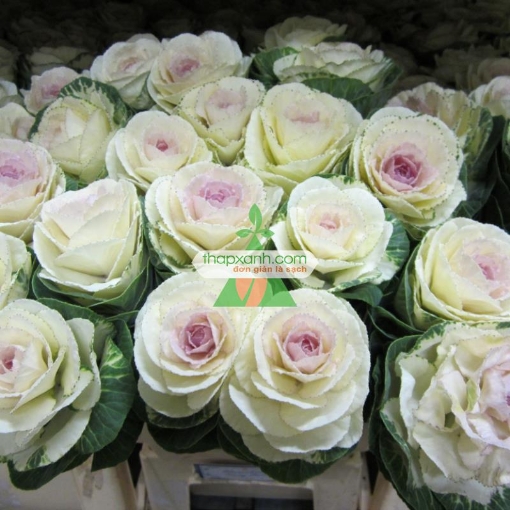 图片 Hạt giống Hoa Bắp Cải