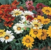 Gambar Hạt giống hoa Cúc mix màu