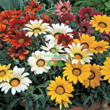Ảnh của Hạt giống hoa Cúc mix màu