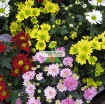 Gambar Hạt giống hoa Cúc mix màu