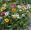 Gambar Hạt giống hoa Cúc mix màu