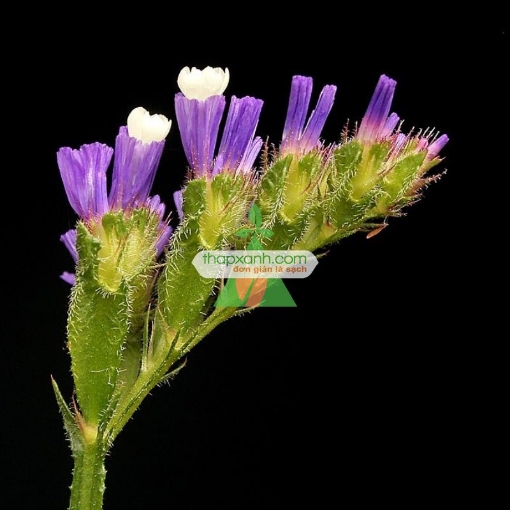 Ảnh của Hạt giống hoa SaLem mix màu