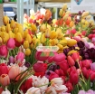 Ảnh của Củ hoa TuLip, Giống hoa Tulip, Củ mầm hoa Tu lip