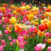 Ảnh của Củ hoa TuLip, Giống hoa Tulip, Củ mầm hoa Tu lip