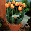 Ảnh của Củ hoa TuLip, Giống hoa Tulip, Củ mầm hoa Tu lip