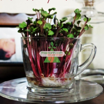 Ảnh của Hạt giống rau mầm củ cải đỏ malady