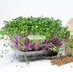 รูปภาพของ Hạt giống rau mầm củ cải đỏ malady