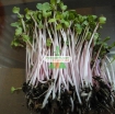 รูปภาพของ Hạt giống rau mầm củ cải đỏ malady