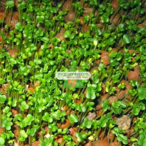 รูปภาพของ Hạt giống rau mầm cải ngọt
