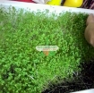 รูปภาพของ Hạt giống rau mầm cải ngọt