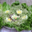 รูปภาพของ Hạt giống rau mầm cải ngọt