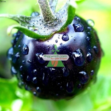 รูปภาพของ Hạt giống Cà Chua Đen