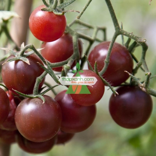 รูปภาพของ Hạt giống Cà Chua Nâu (cà chua Socola)