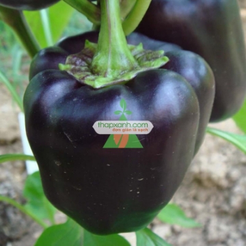 Ảnh của Hạt giống Ớt Chuông Đen