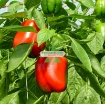 Gambar Hạt giống Ớt Chuông Mix