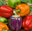 Gambar Hạt giống Ớt Chuông Mix