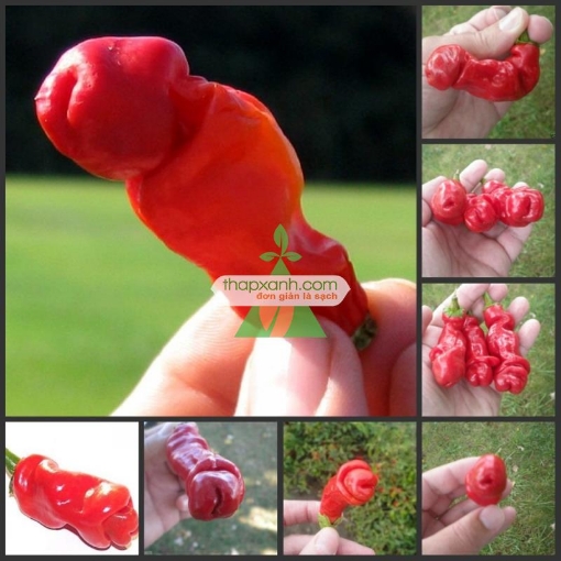 图片 Hạt giống Ớt Cu Tí (Ớt Peter)