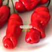 图片 Hạt giống Ớt Cu Tí (Ớt Peter)