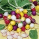 รูปภาพของ Hạt giống Củ cải Cầu Vồng (Cherry mix)