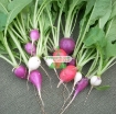 Gambar Hạt giống Củ cải Cầu Vồng (Cherry mix)