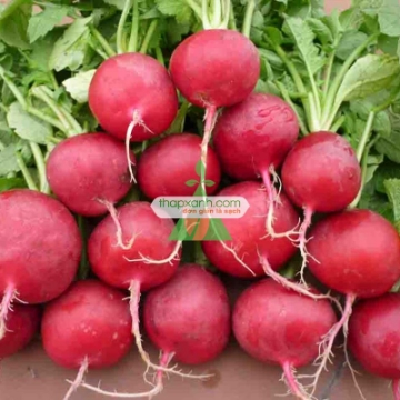 Ảnh của Hạt giống Củ cải Cherry Đỏ